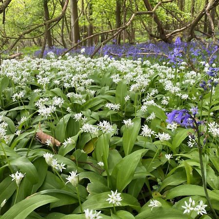 Bluebells Farmstay Michelmersh Exterior foto